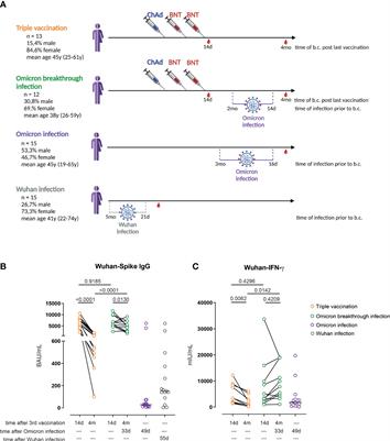 Omicron infection-associated T- and B-cell immunity in antigen-naive and triple-COVID-19-vaccinated individuals